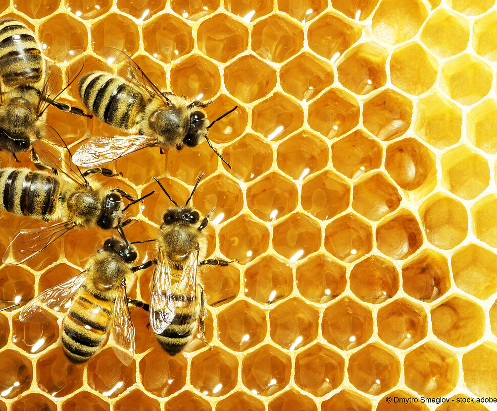 Bienen, Bienenwabe