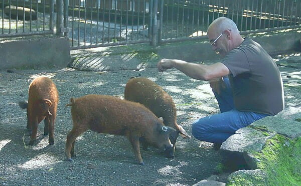 Tierparksleiter Peter Heinrich füttert die neuen Wollschweinen. Foto: Christian Möls