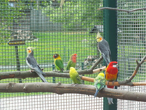 Auf dem Durchgangsweg von der Goethestraße zur Lessingstraße trifft man u.a. die Papageien und Sittiche, die sich wie die anderen Tiere auch über Besucher sehr freuen ...